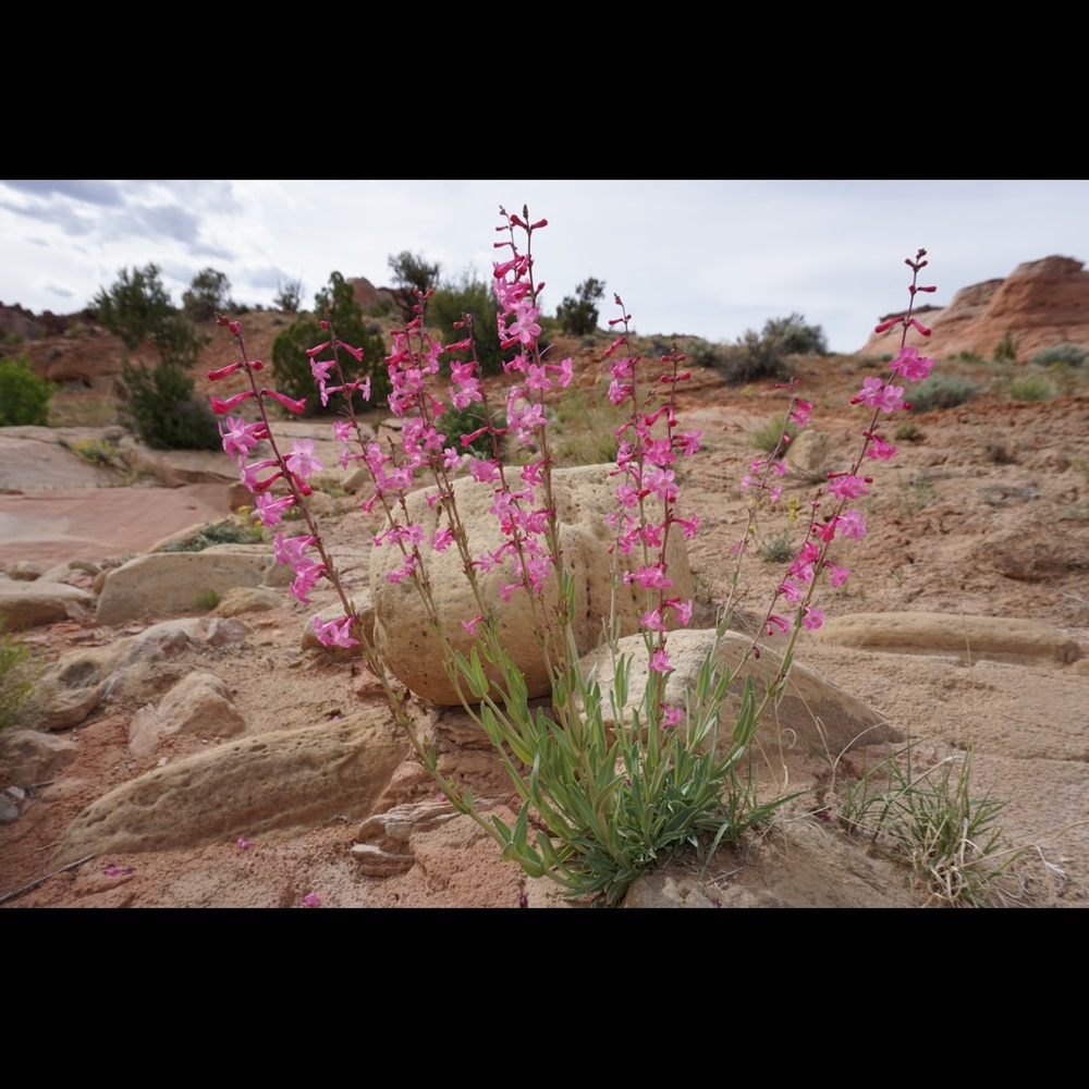 Meet your Posher, Callandra